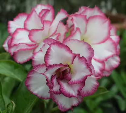 Beautiful whirlpool💞Desert Rose Seeds