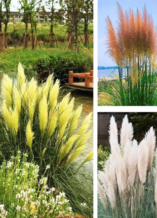 Mixed Pampas Grass Ornamental Seeds