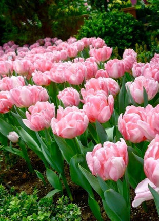 NEW!!!100pcs/ Bag-Tulip Seeds Garden Flower Plant Flowers