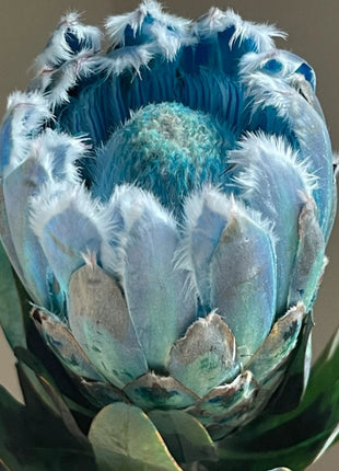 South African Princess Flower Seeds