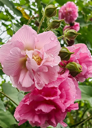 🌸Drunken Hibiscus - Changes Color Three Times a Day