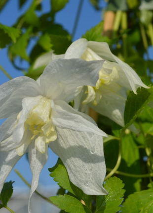 Clematis Macropetala