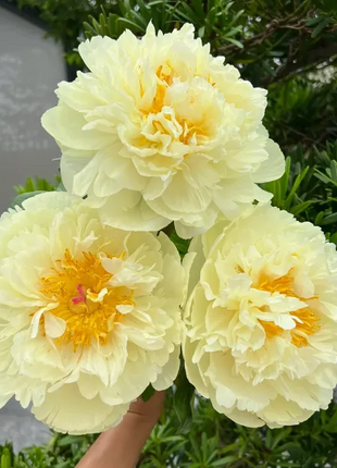 🌺 The Queen of Flowers—Double Petaled Piani