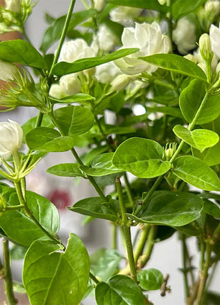 Double Jasmine Seeds