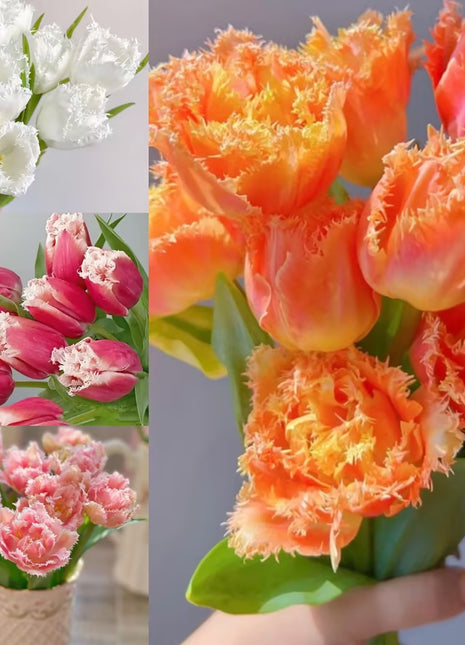 Bonsai Rare Color Tulip Seeds