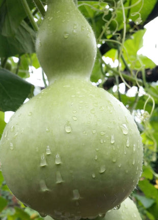 Giant Gourd Seeds