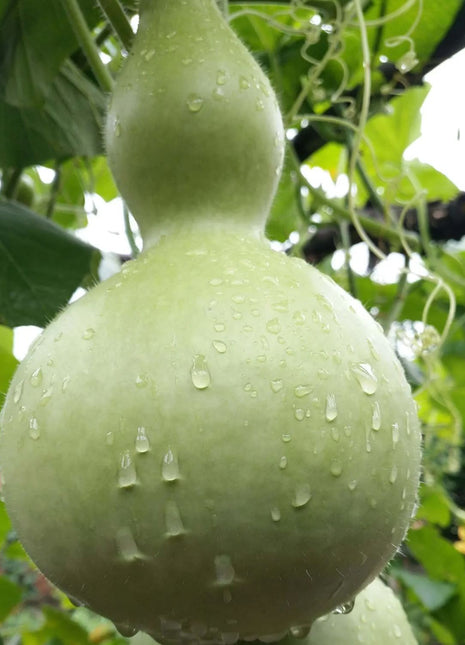 Giant Gourd Seeds