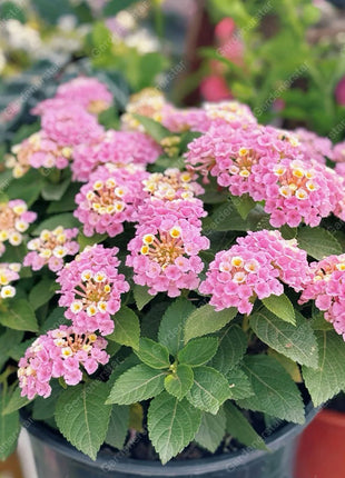 🌺Colorful Elf Lantana Seeds - Repels Mosquitoes And Flies