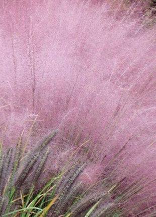 100Pcs Muhlenbergia Capillaris