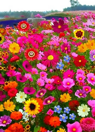 Country Garden Flower Mixed Seeds for Planting