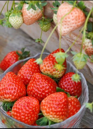 Strawberry Cream Seeds