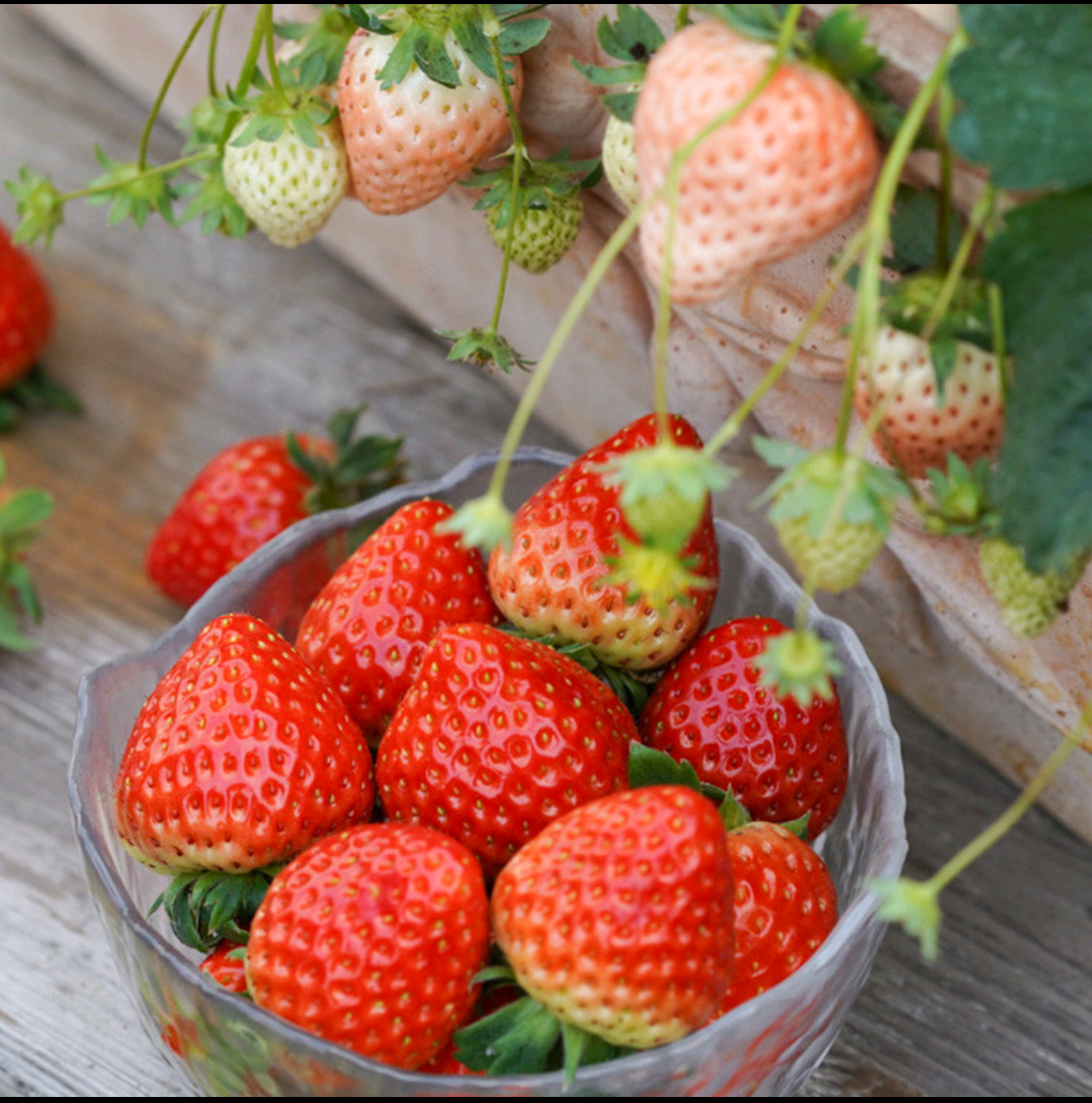 Strawberry Cream Seeds