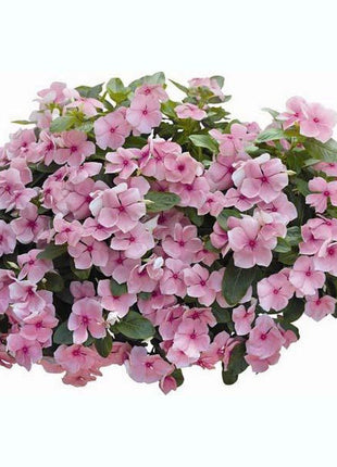 Pink Vinca Periwinkle Seeds