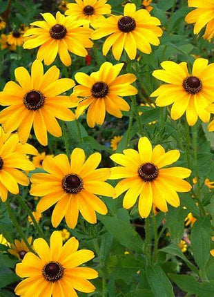 50 pcs Sunflower Miniature - Desi Flower Seeds