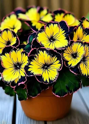 Begonia Rex 'Golden Sunburst'