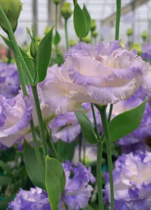 🌺Lisianthus - Sincere Love