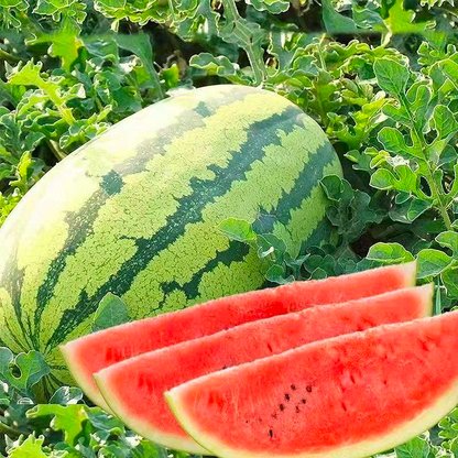 🍉Watermelon Seeds - Lazy