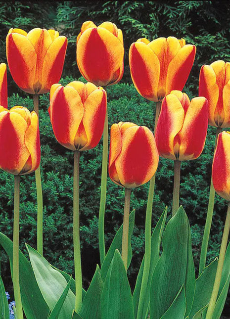 Bonsai Rare Color Tulip Seeds #17