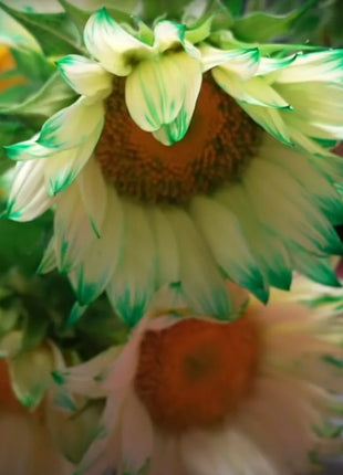 Green Lace Sunflower Seeds