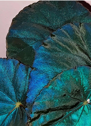 Peacock Begonia - blue begonia