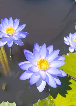 🔥【7 days germination】💐The Sacred Bonsai Bowl Lotus Flower