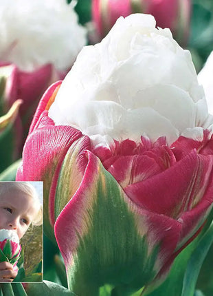 Bonsai Rare Color Tulip Seeds #23