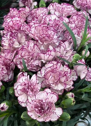 🌹Double Carnation Seeds—Mother's Day Flowers