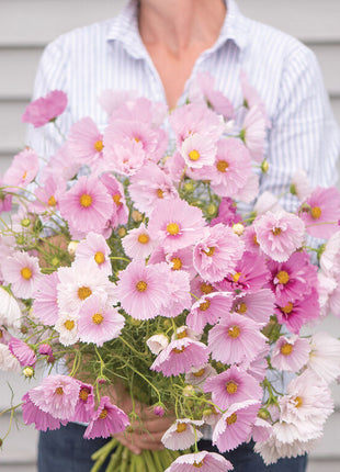 COSMOS CUPCAKE BLUSH FLOWER SEEDS