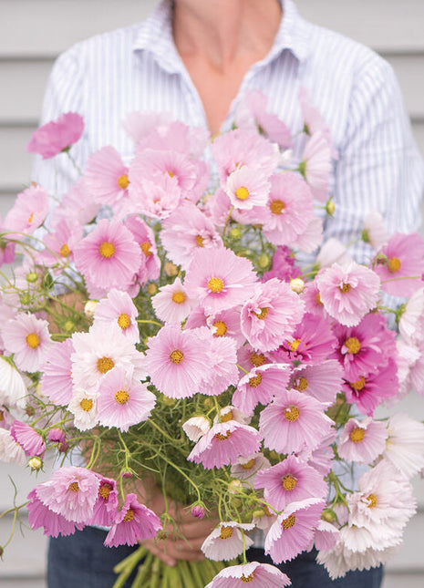 COSMOS CUPCAKE BLUSH FLOWER SEEDS
