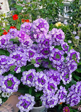 💐Garden Verbena Seeds