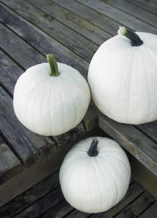 Pumpkin Cotton Candy