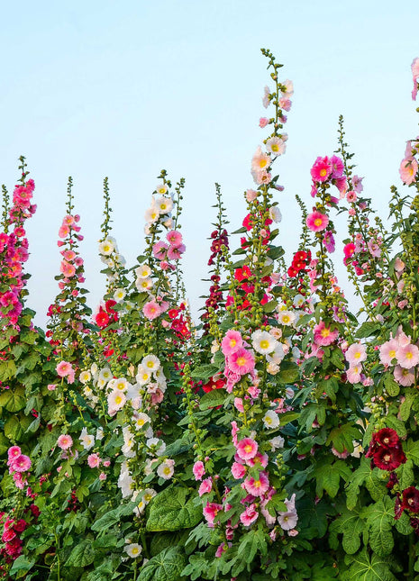 Single Flowered Hollyhock Seeds