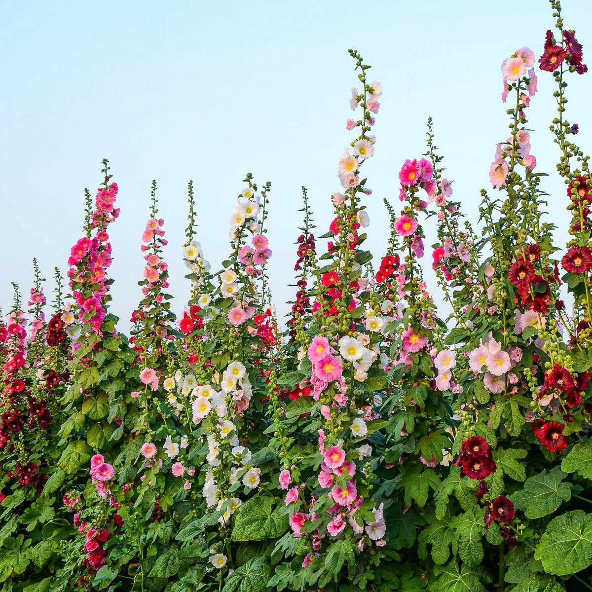 Single Flowered Hollyhock Seeds