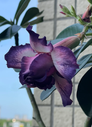 Purple Desert Rose Seeds