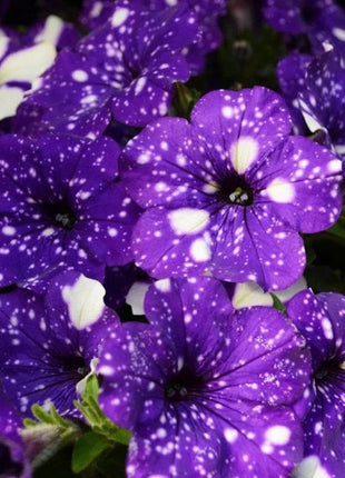 50/100Pcs 'Night Sky' Petunia Seeds
