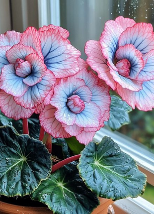 Beautiful Begonia Blooms（Pink & Blue）
