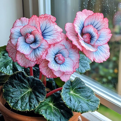 Beautiful Begonia Blooms（Pink & Blue）