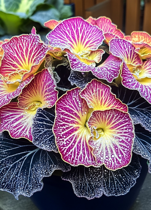 Begonia Rex 'Twilight Sparkle'