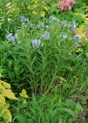 Licorice - A star representative of low-maintenance plants