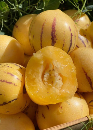 Solanum Muricatum Melon Pear Seeds