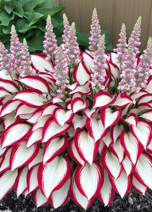 🔥Premium Rare Hosta Seeds🌿Shade-Tolerant Plant
