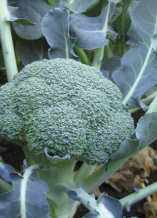 Broccoli Emerald Crown F1