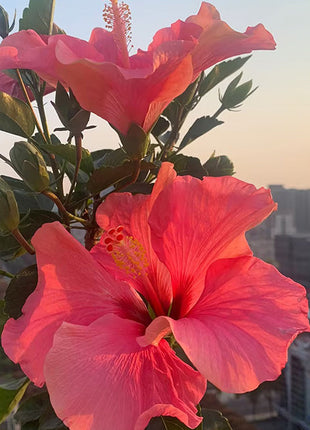 Mixed Giant Ombre Hibiscus Exotic Coral Flowers Seeds