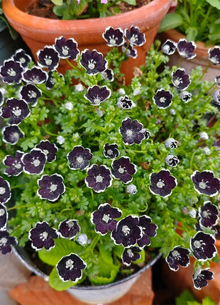 💙Baby-Blue-Eyes Seeds—Sky Color