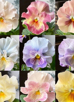 💐 Pansy Winter Elf Series - I Miss You Endlessly