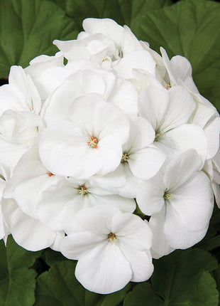 Geranium Pinto Premium White F1 Seed