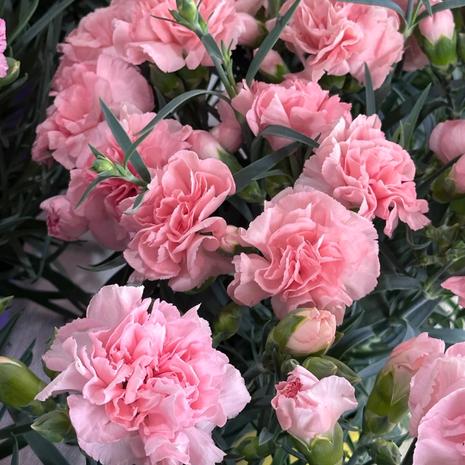 🌹Double Carnation Seeds—Mother's Day Flowers