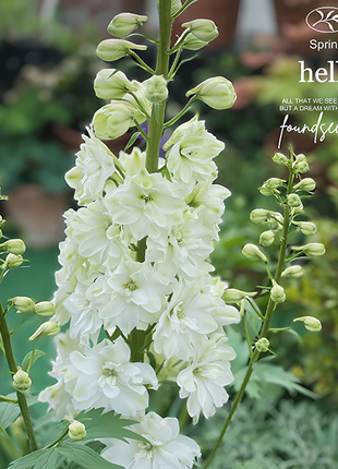 🌼Big Flower Delphinium Seeds