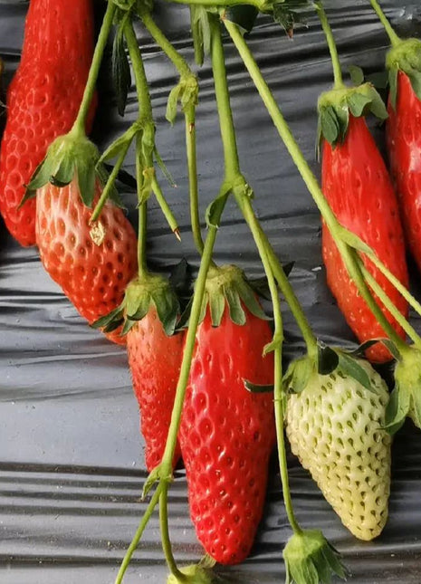 Rare Chili Strawberry Fruits Seeds