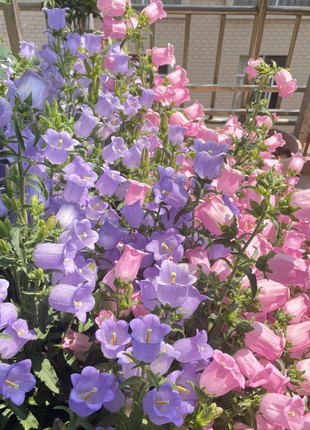 Campanula-Blessings From Afar